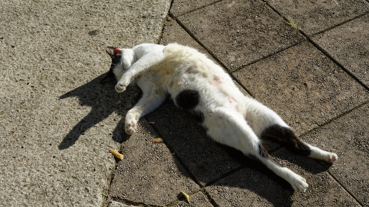 20190129-091841••Old San Juan•San Juan•Puerto Rico